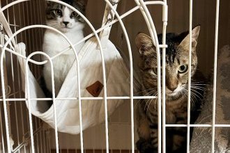 続・家族が増えました🐈