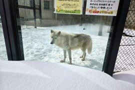 久しぶりの動物園