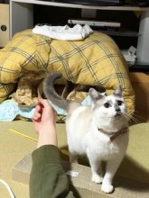 猫は宝です