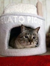 にゃんずラブ