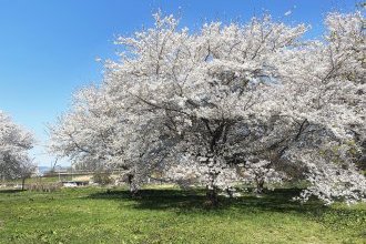 お花見行きたい