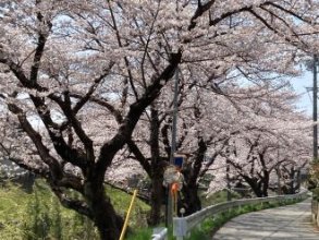 太平川沿いの土手桜と伊勢の桜