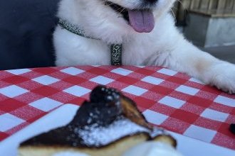 犬も行ける場所