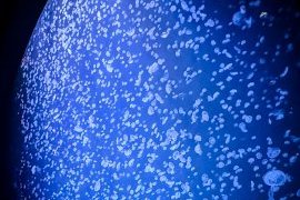 加茂水族館