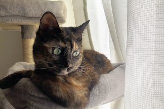 🐱1歳おめでとう