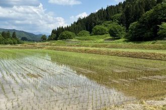 田植え