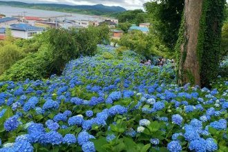 雲昌寺のアジサイ