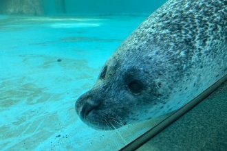 水族館デビュー