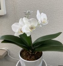 うちのミニ胡蝶蘭