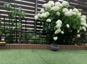 いぬとアジサイ