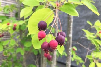 現場生き物発見記