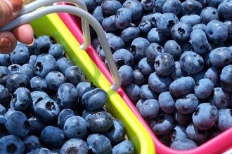 ブルーベリー狩り