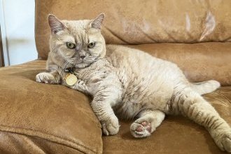 愛猫の健康管理、頑張ってます！