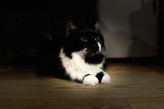 地域のお祭りを味わった