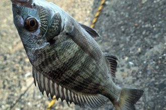 今年の釣果