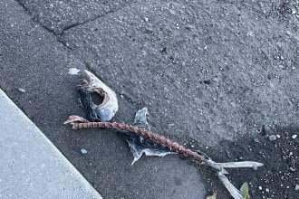 函館って近い。