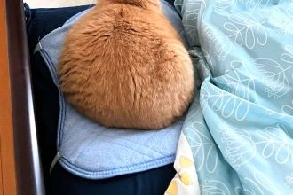 うちの愛猫の糖尿病との戦い