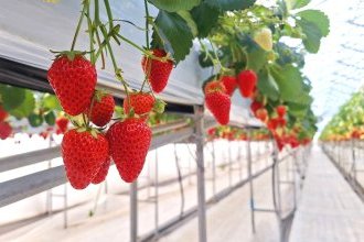 毎年恒例のいちご狩り♪