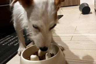 新しい家族を迎えました!