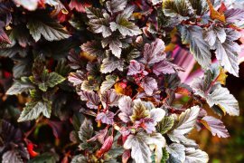 サンコーホーム 秋田の家づくりもトレンドカラーを意識して