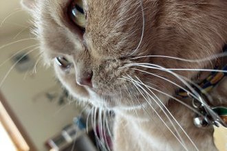 うちの愛猫のキレイキレイになりました