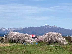 昼休みの花見散歩
