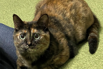 大人になる飼い猫