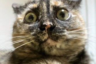 今年の振り返りと来年の目標