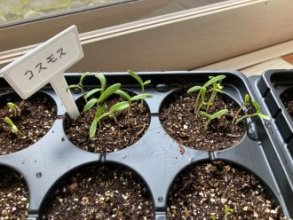 コスモスVS雑草