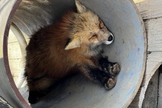 ちょっと遊びに