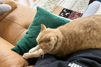 うちの愛猫、少々ぽっちゃりと