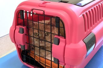 愛猫猛ダッシュ