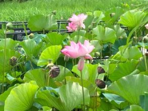 夏の風物詩　千秋公園の蓮の花