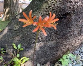 アレルギーの秋