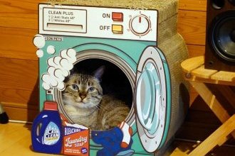 我が家のキャッツアイ