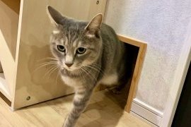 猫がいる暮らし