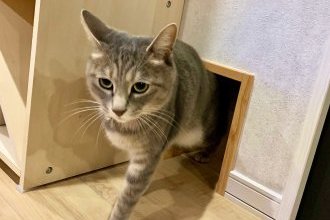 猫がいる暮らし